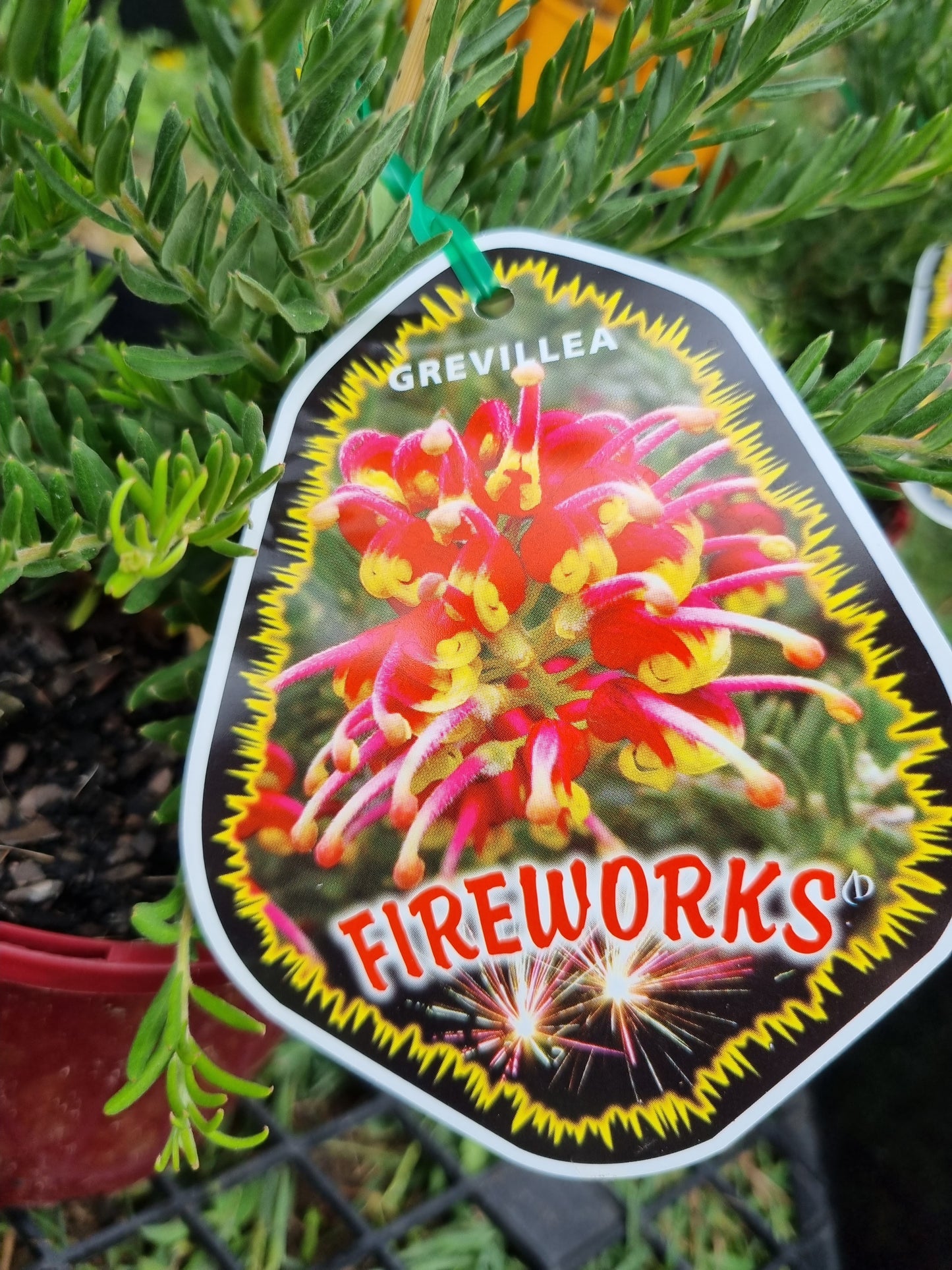 Grevillea 'Fireworks'