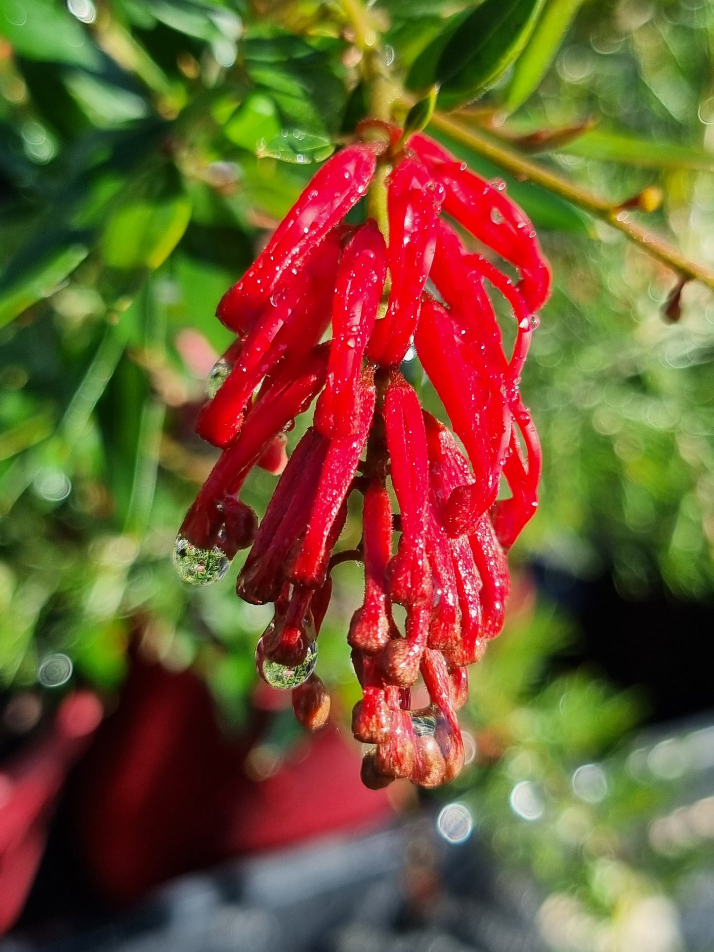 Grevillea 'Lady O' Flowers