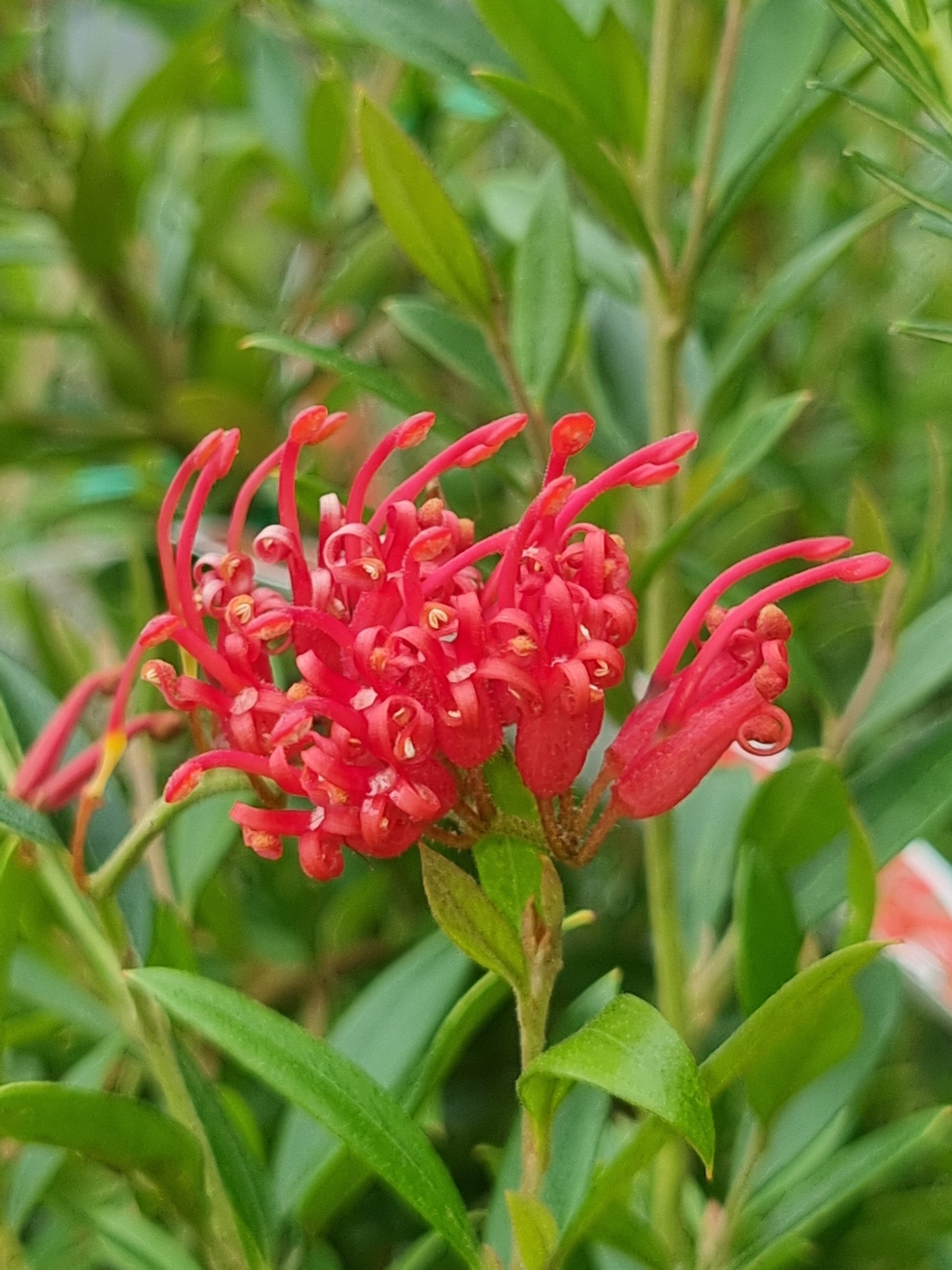 Grevillea 'Lady O' Flowers