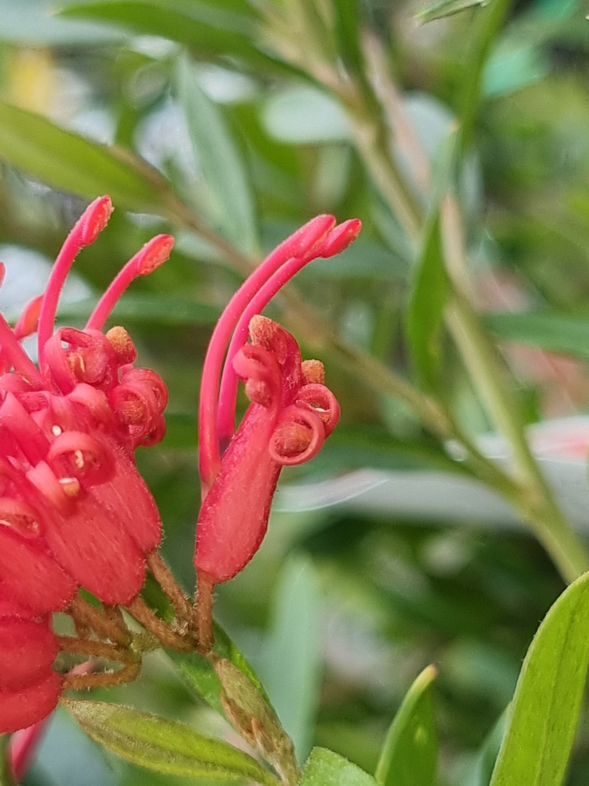 Grevillea 'Lady O' Flowers