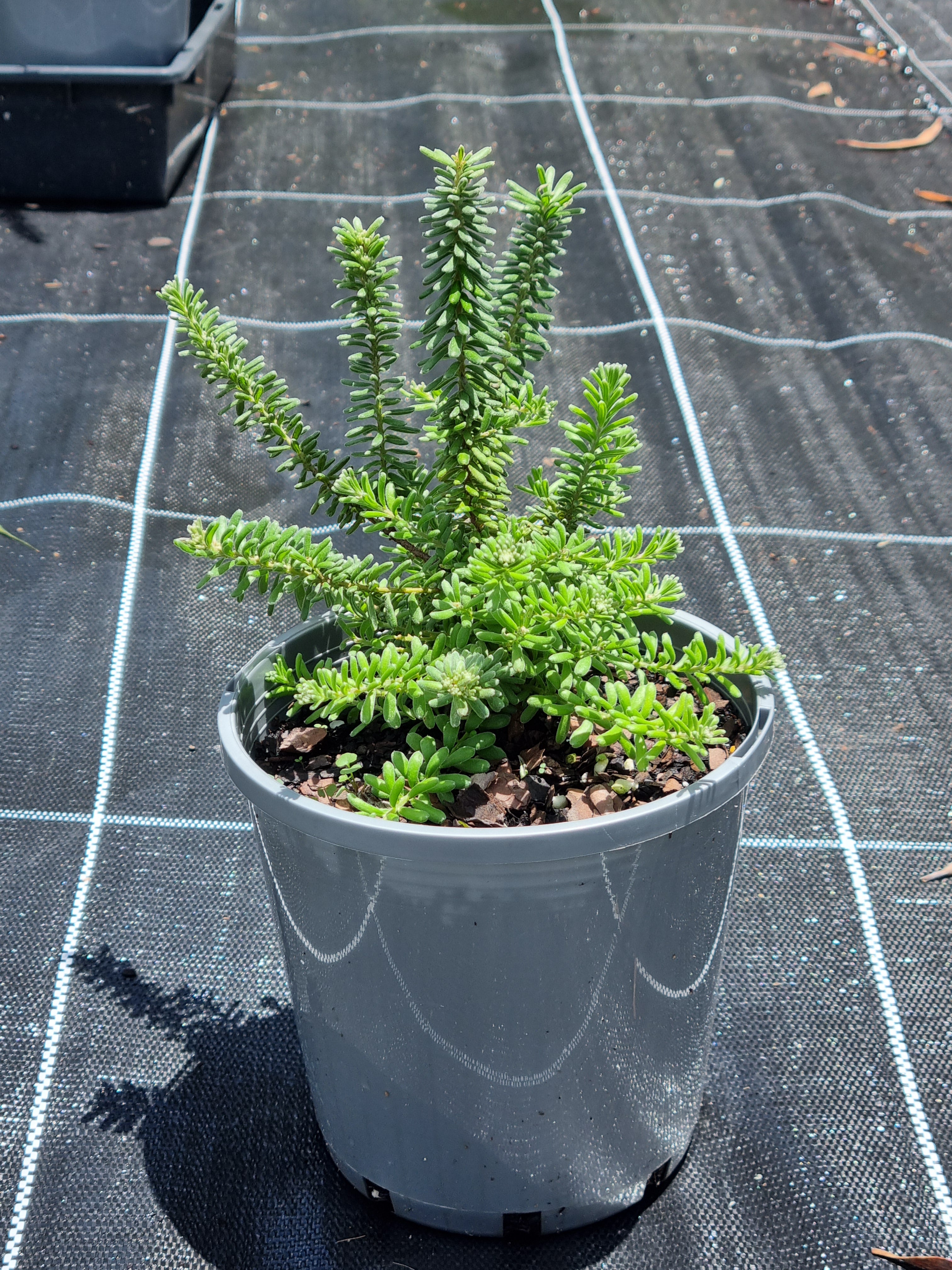 Wooly Grevillea - Grevillea lanigera 'Mt Tamboritha' – Delivertree