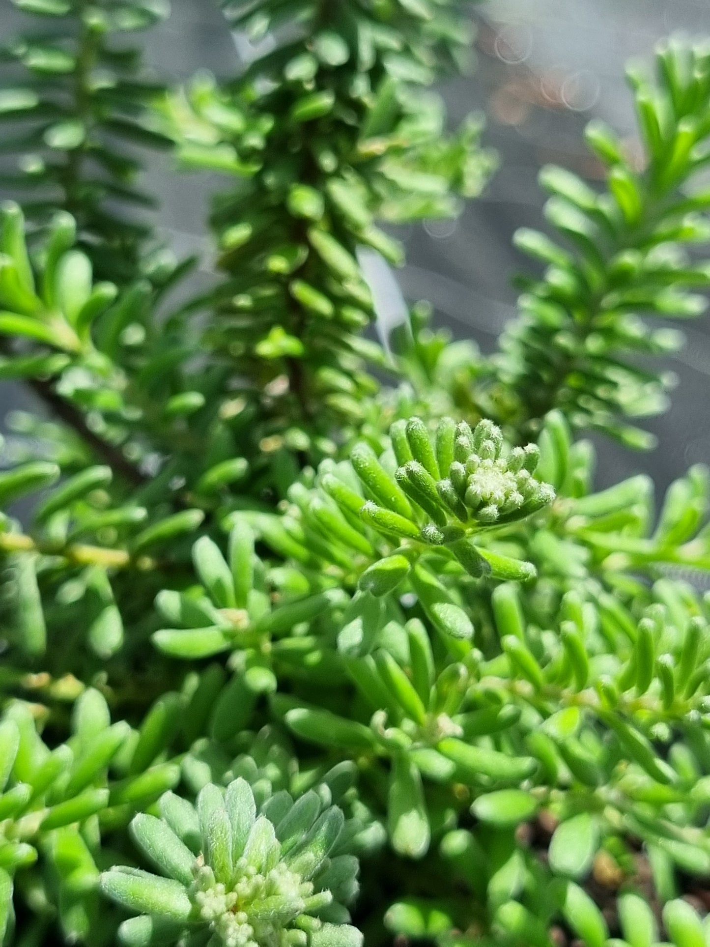 Wooly Grevillea - Grevillea lanigera 'Mt Tamboritha'