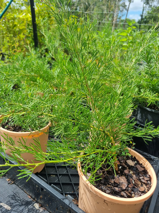 Curved-leaf Grevillea - Grevillea curviloba