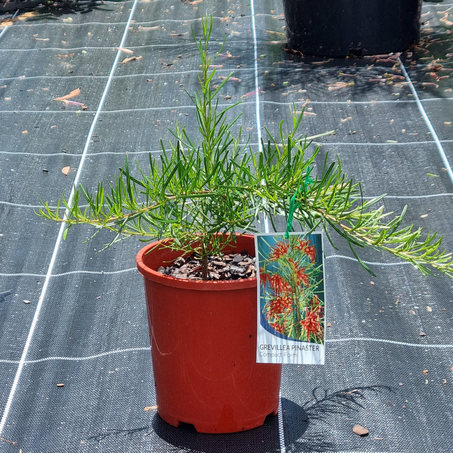 Grevillea pinaster