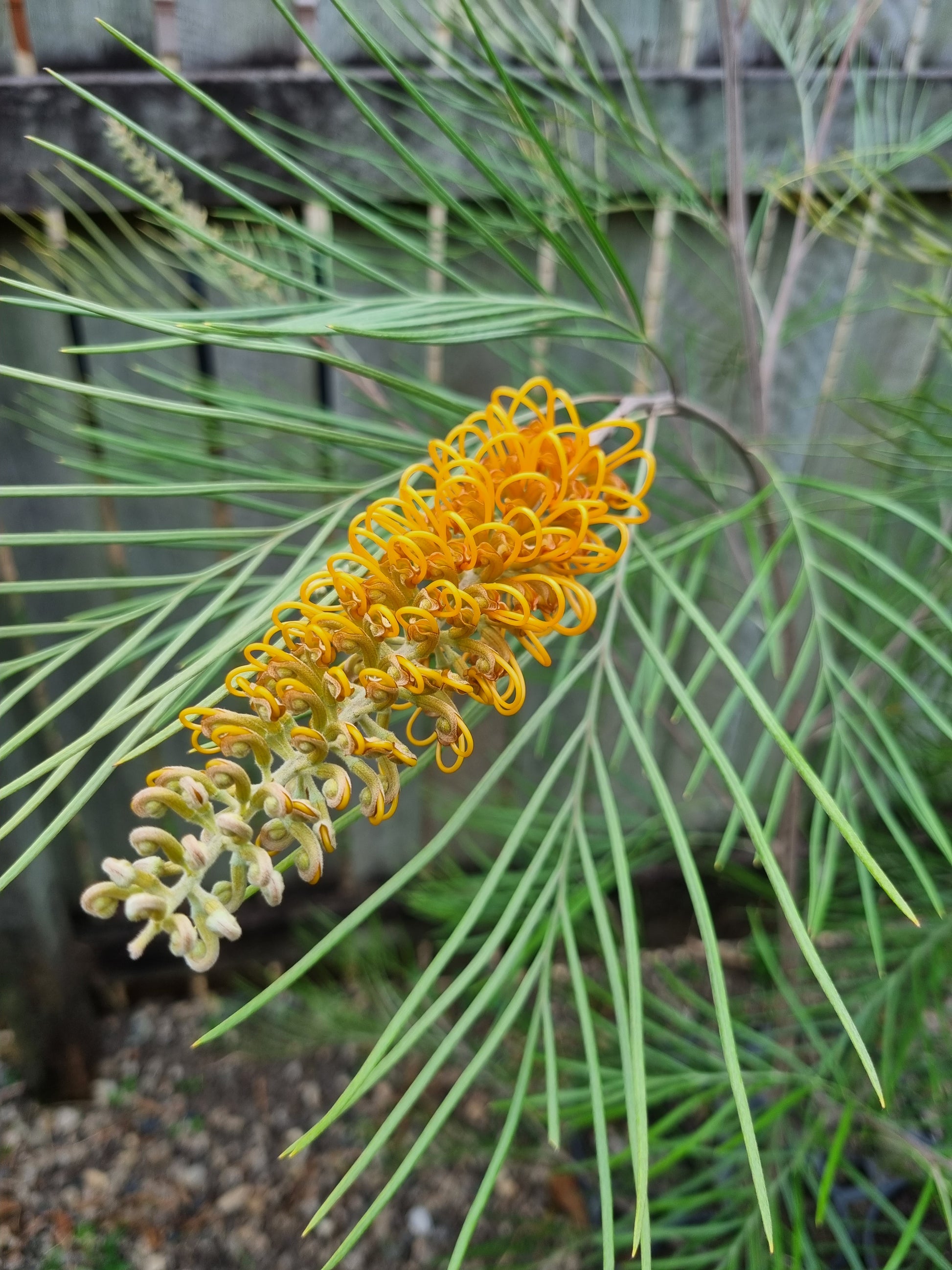 Grevillea Honeygem - Delivertree