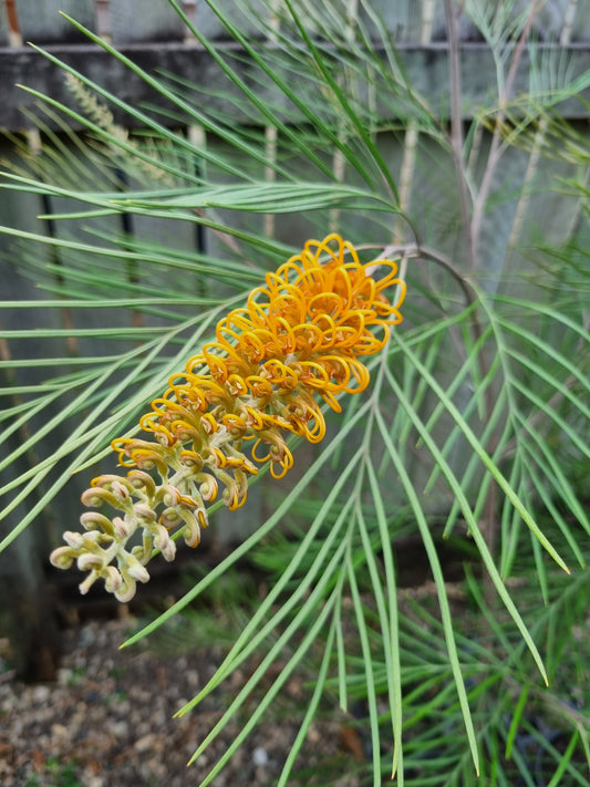 Grevillea Honeygem - Delivertree