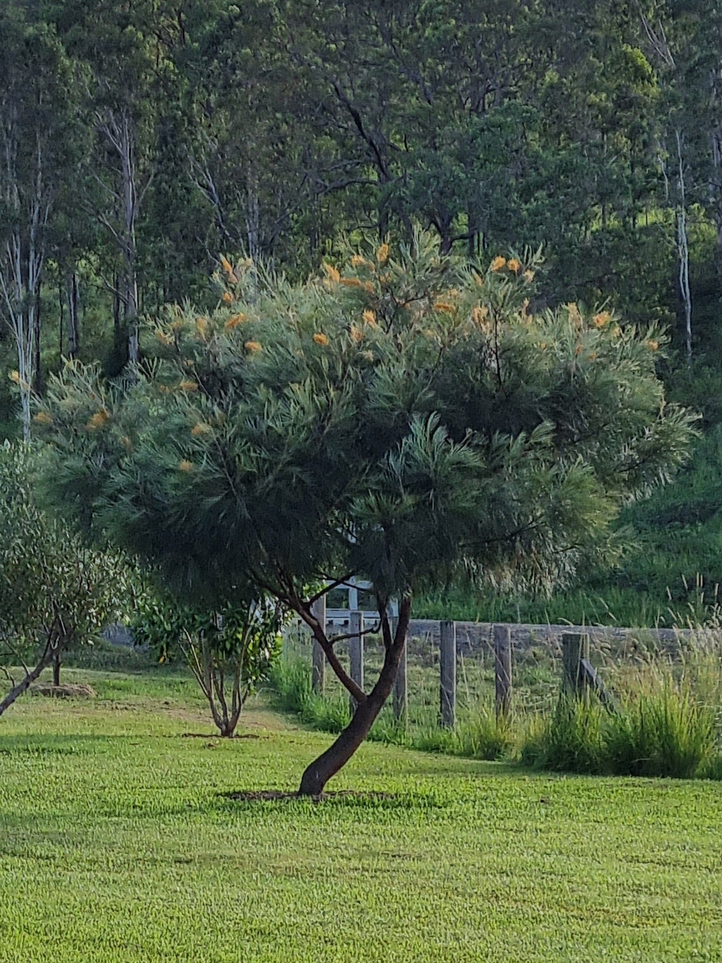 Grevillea Honeygem Tree in a grassy field with a fence and trees in the background