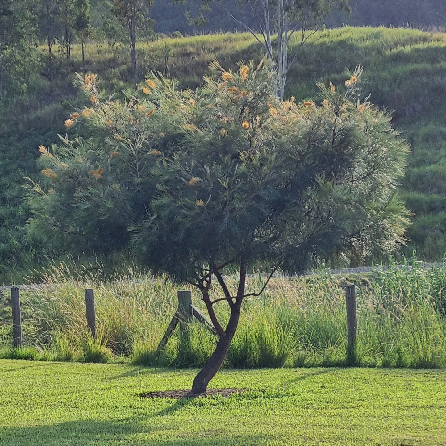 Grevillea Honeygem Tree with flowers in a grassy field with a wooden fence in the background.