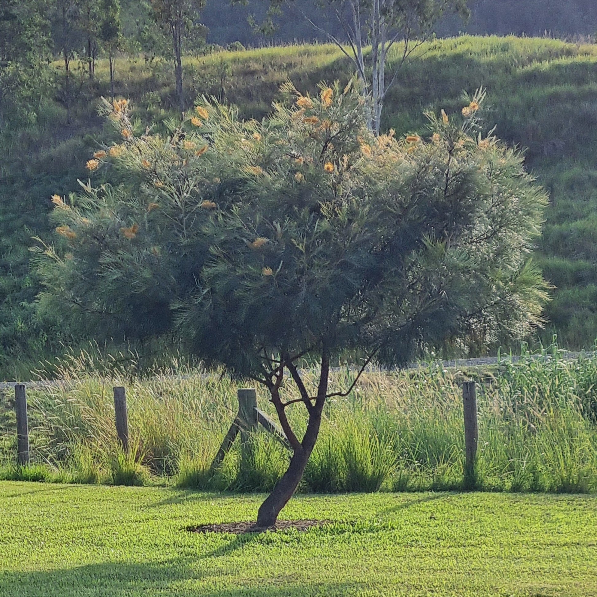 Grevillea Honeygem Tree with flowers in a grassy field with a wooden fence in the background.