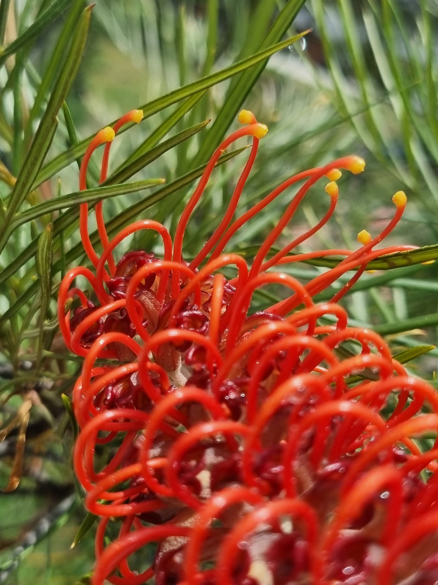 Close up Grevillea blood orange 