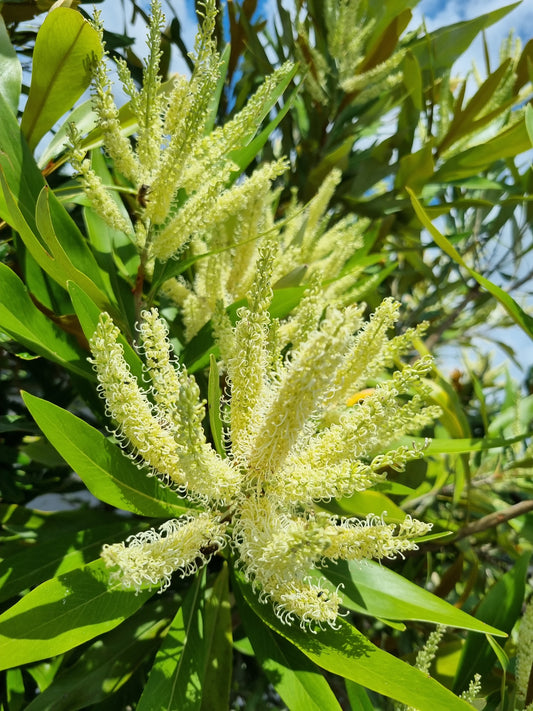 White Oak Flowers - Grevillea baileyana flowers