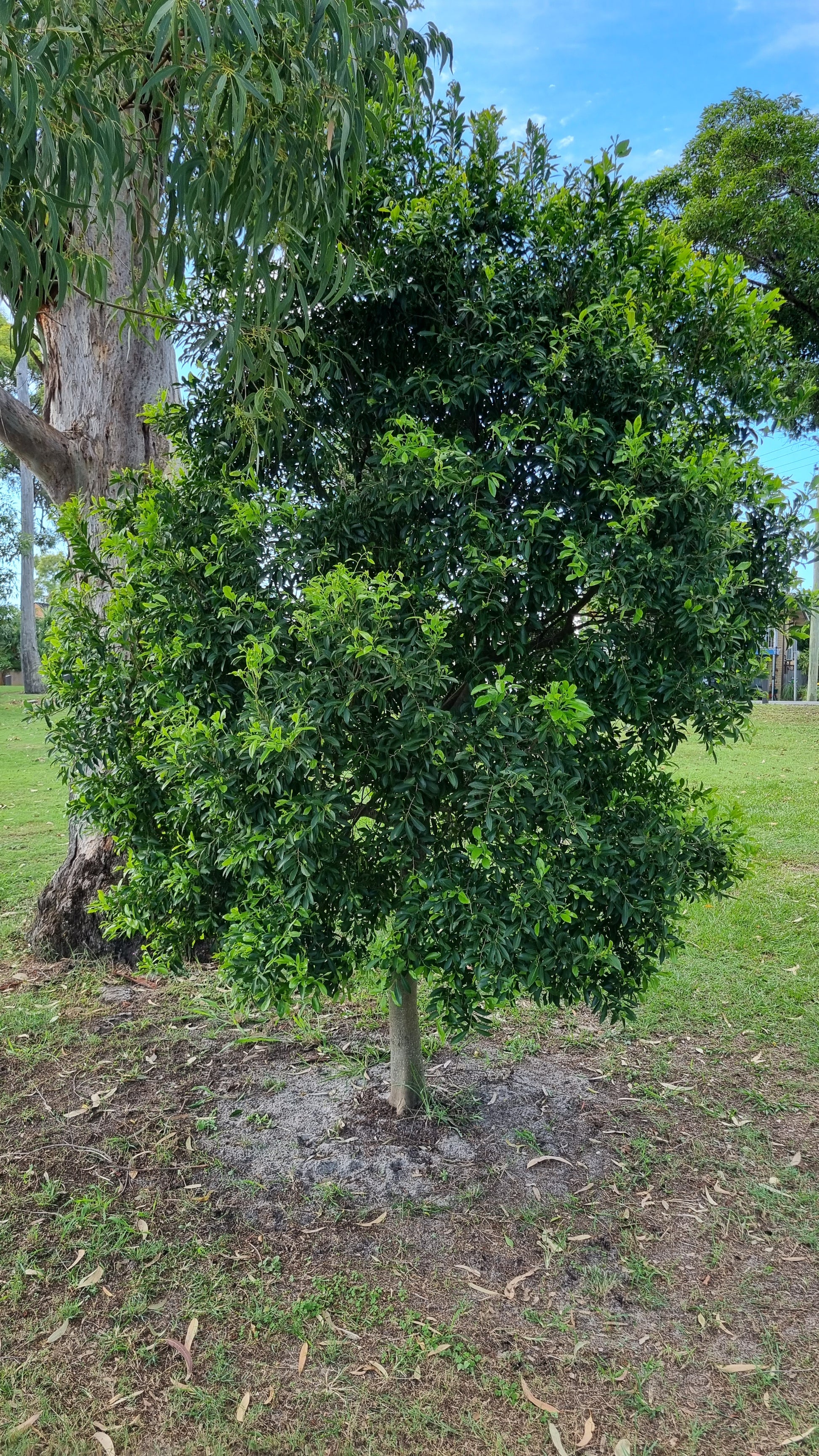 Hard Quandong Street tree