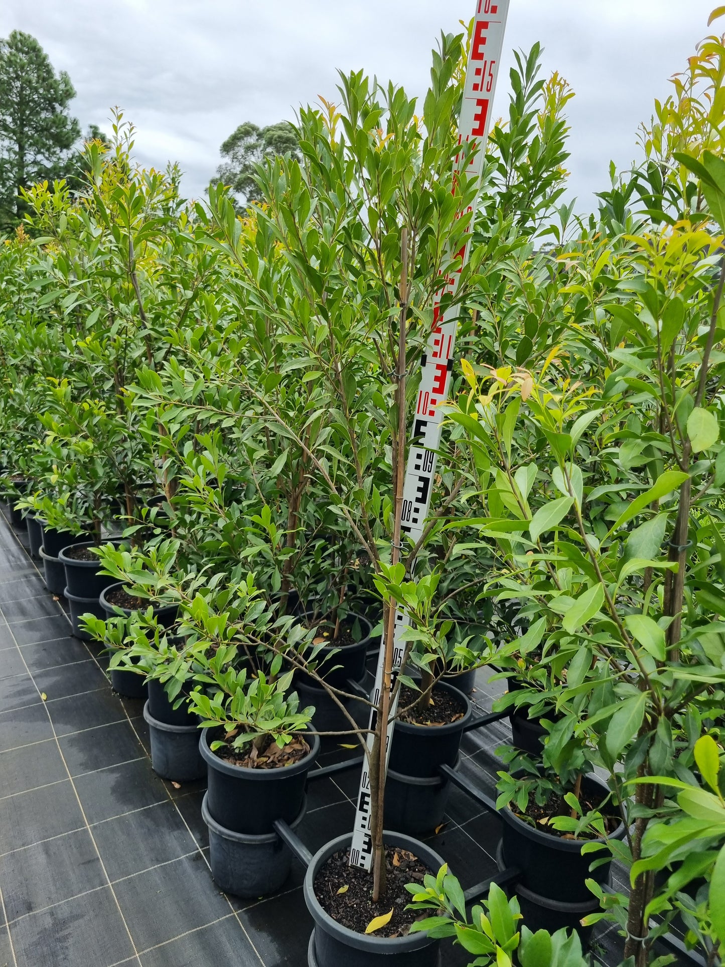 Hard quandong 300mm Elaeocarpus obovatus