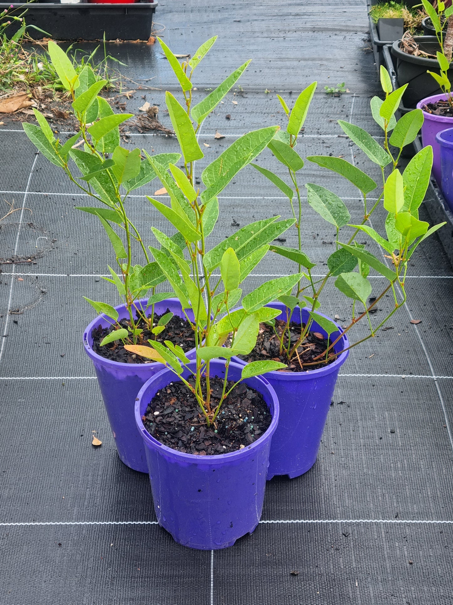 Purple Coral Pea - Hardenbergia violacea