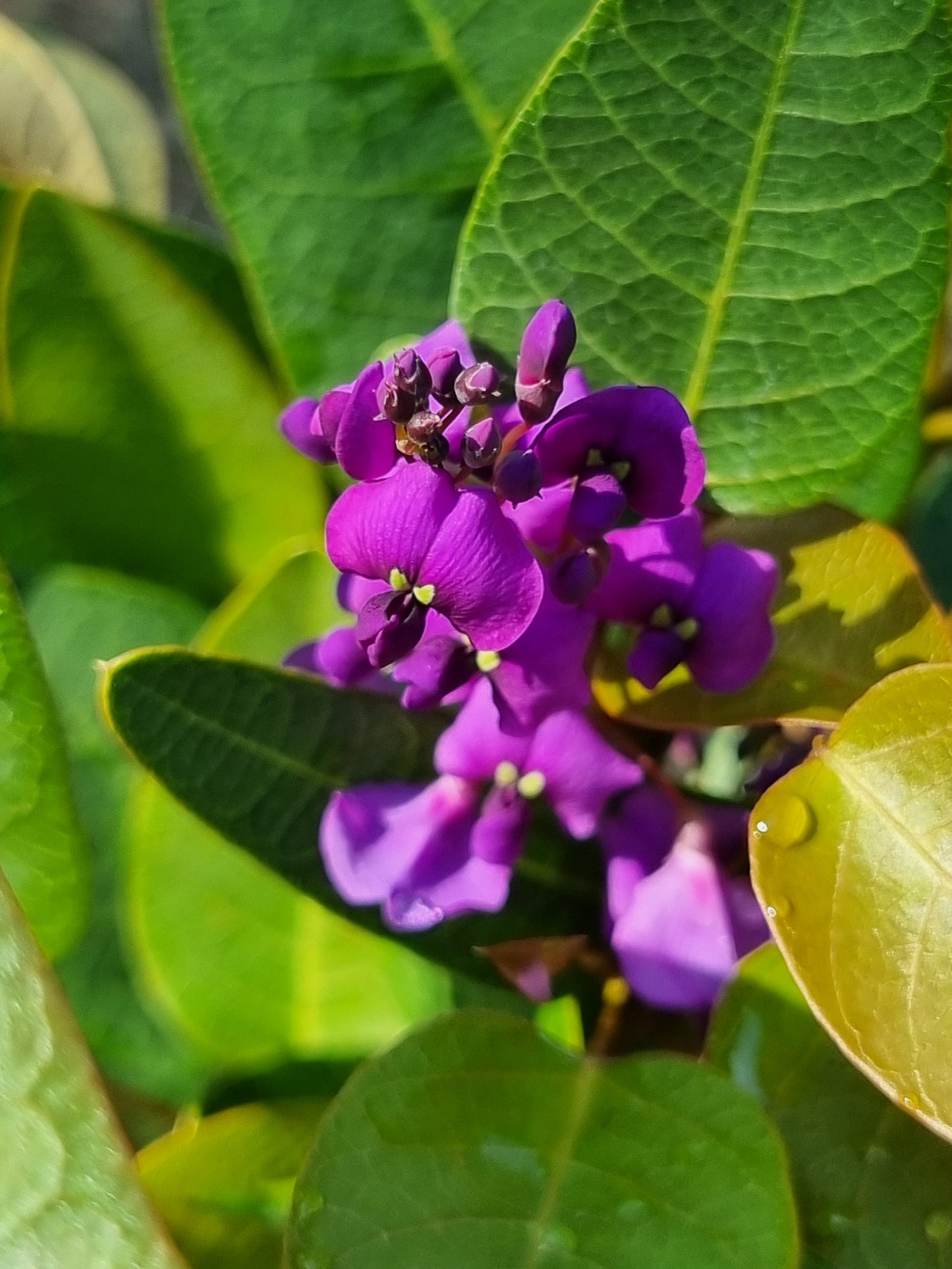 Purple Coral Pea - Hardenbergia violacea