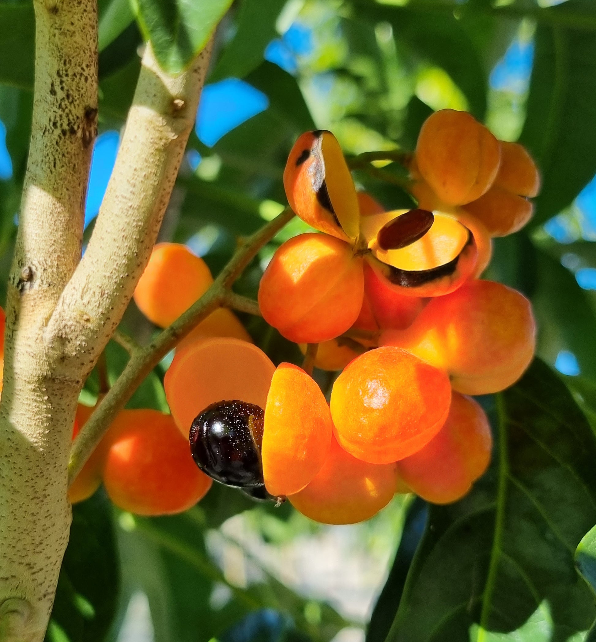 Tulipwood - Harpullia pendula - Delivertree