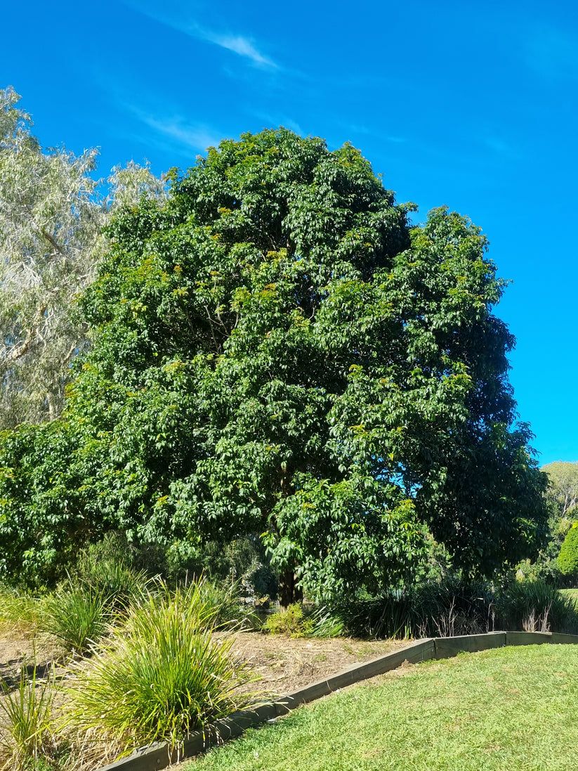 Harpulia Tree Tulipwood - Harpullia pendula – Delivertree