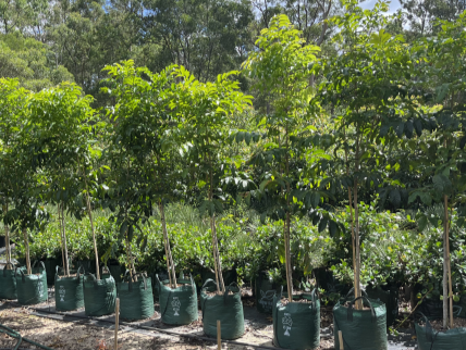 Tulipwood trees in 45L Bags 