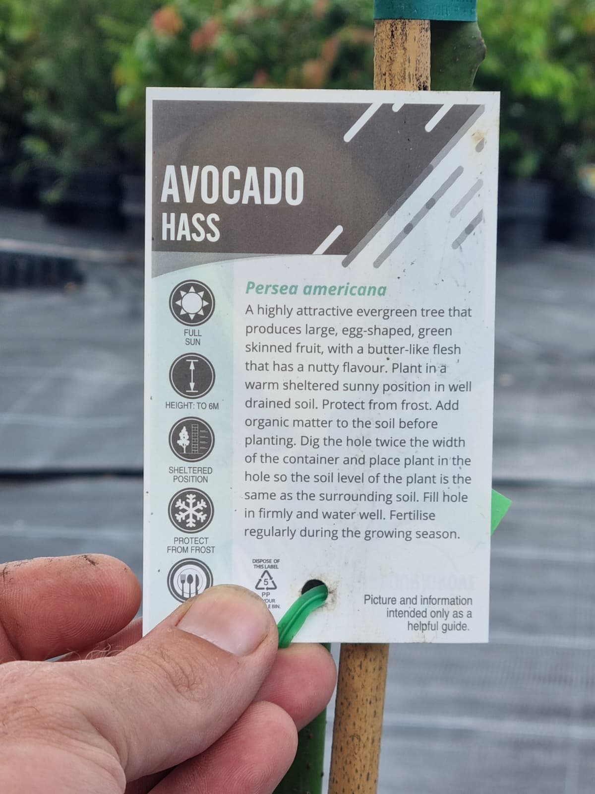 evergreen avocado tree produces large fruit with nutty flavour