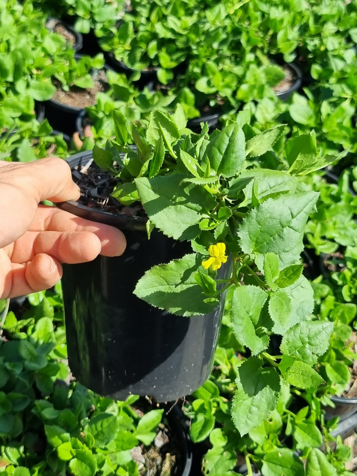 Excellent ground cover with yellow flowers