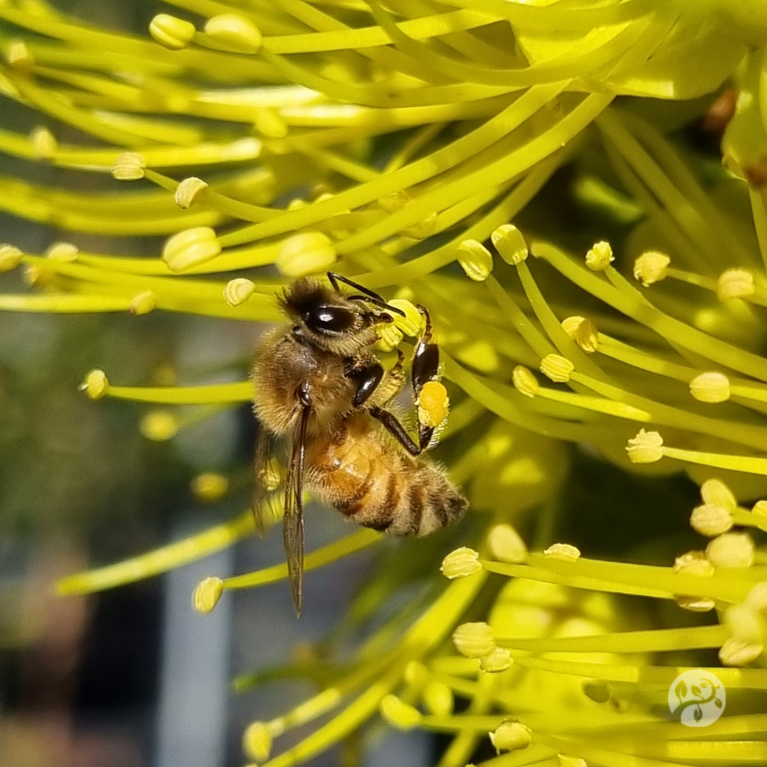 Bee on golden penda flower