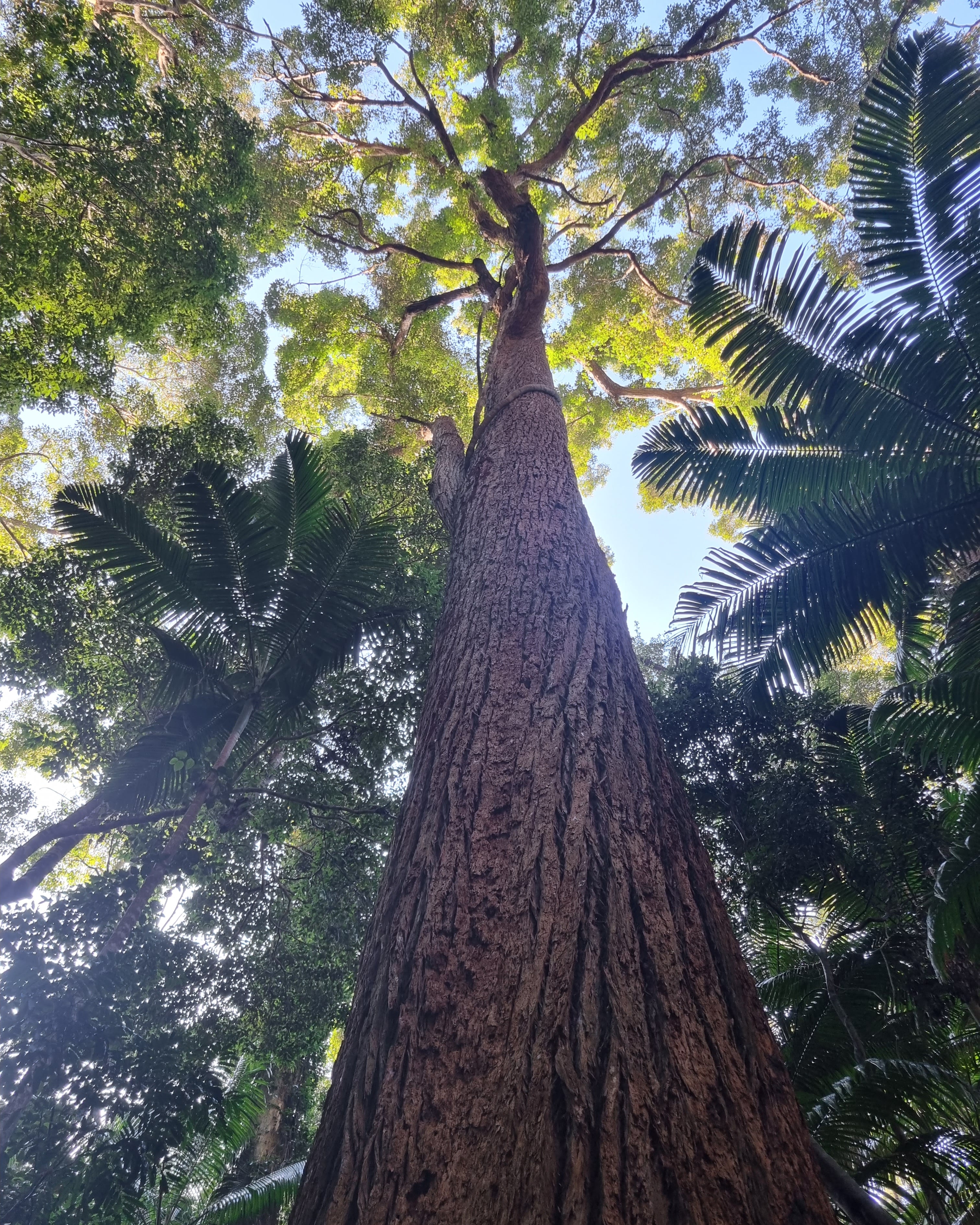 Tall Australian Turpentine Tree