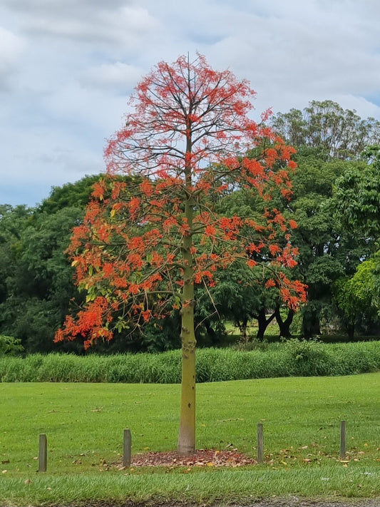 Illawarra Flame Tree - Brachychiton acerifolius