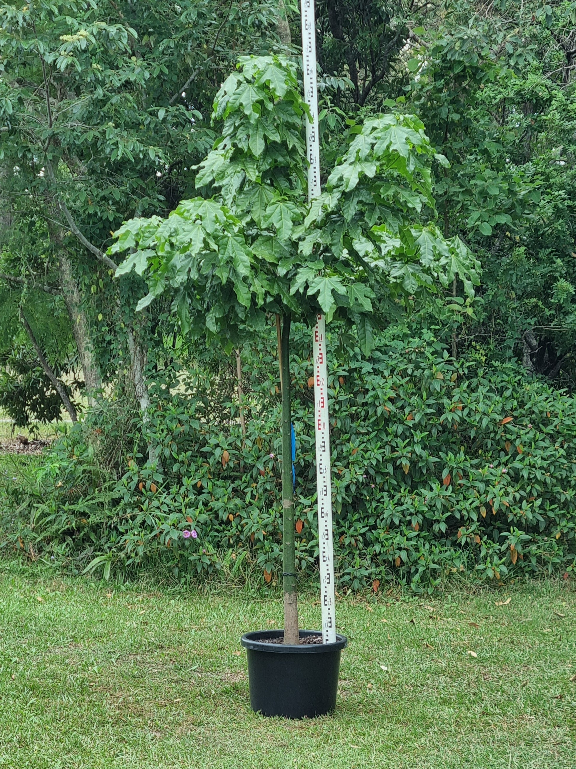 Illawarra Flame Tree in a 45L pot