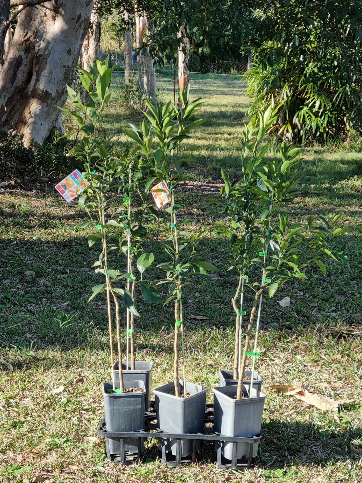 Grafted Imperial Mandarin trees in 200mm pots standing 1.2m tall