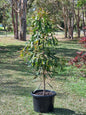 Advanced Ivory Curl tree 45L pot