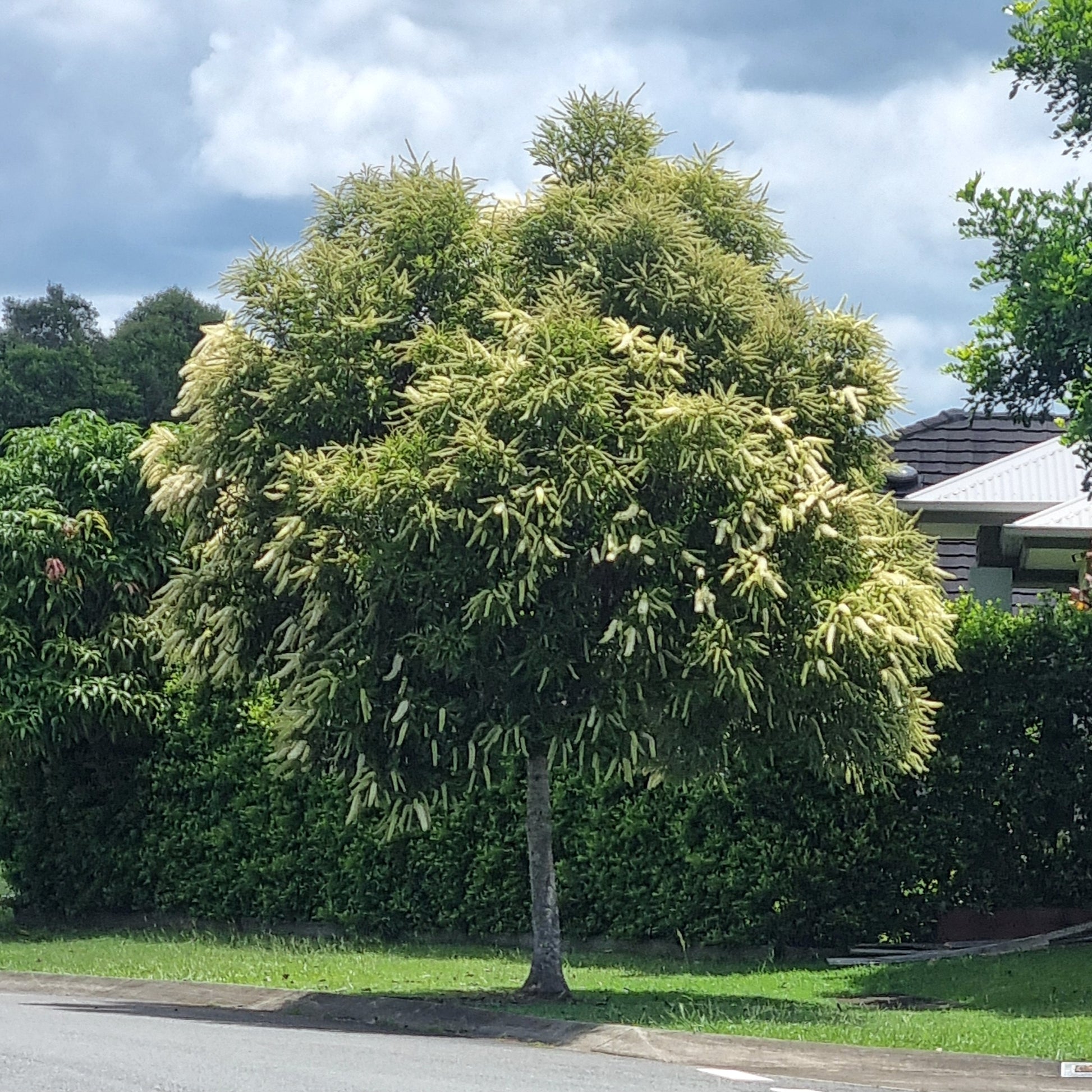 Mature Ivory curl street tree brisbane