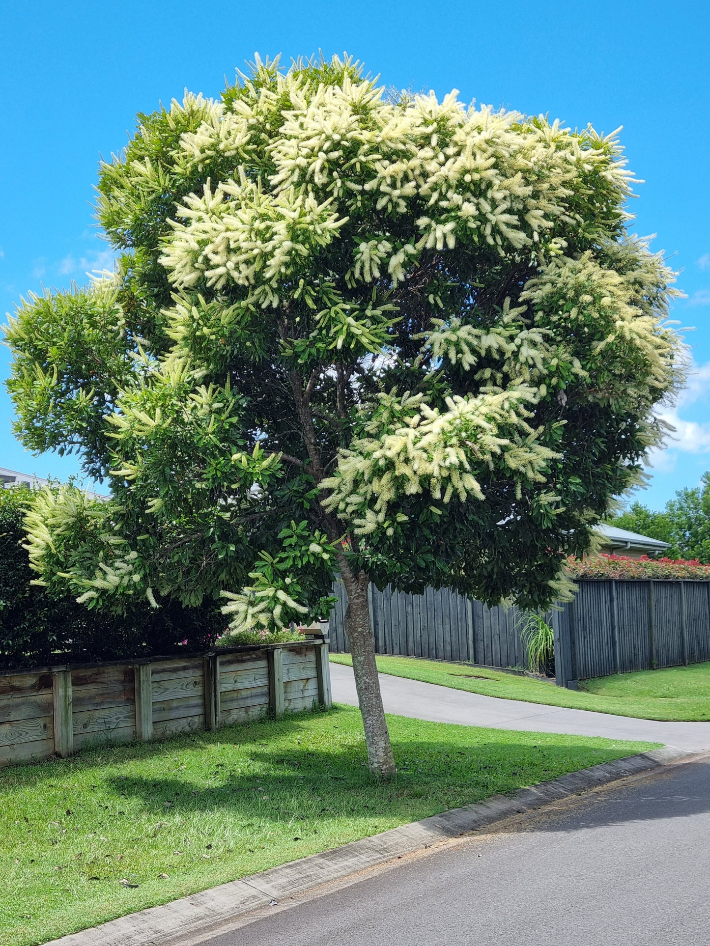 Mature Ivory Curl tree in flower as street tree 