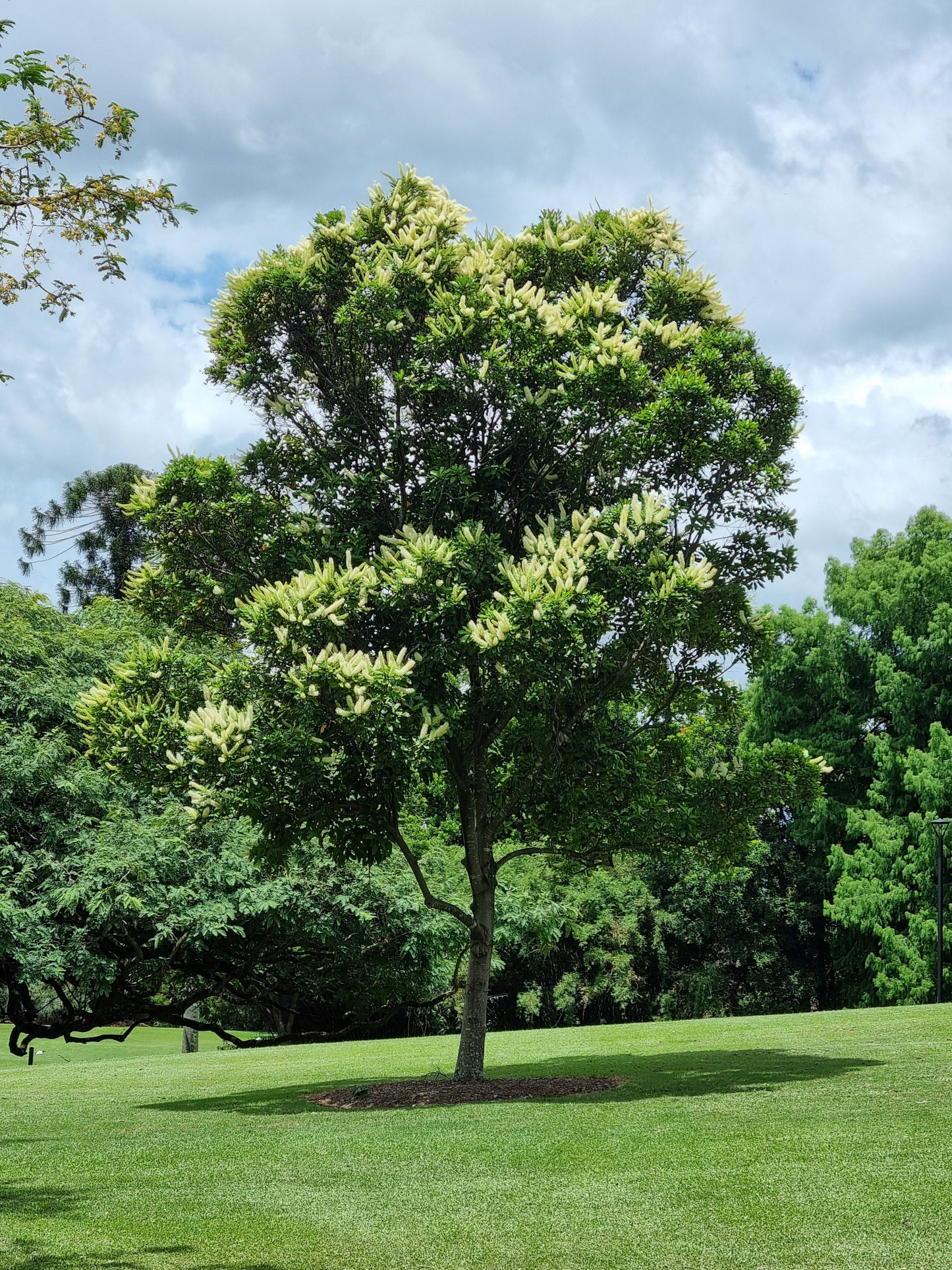 Ivory Curl tree - Buckinghamia celsissima - Brisbane botanical gardens