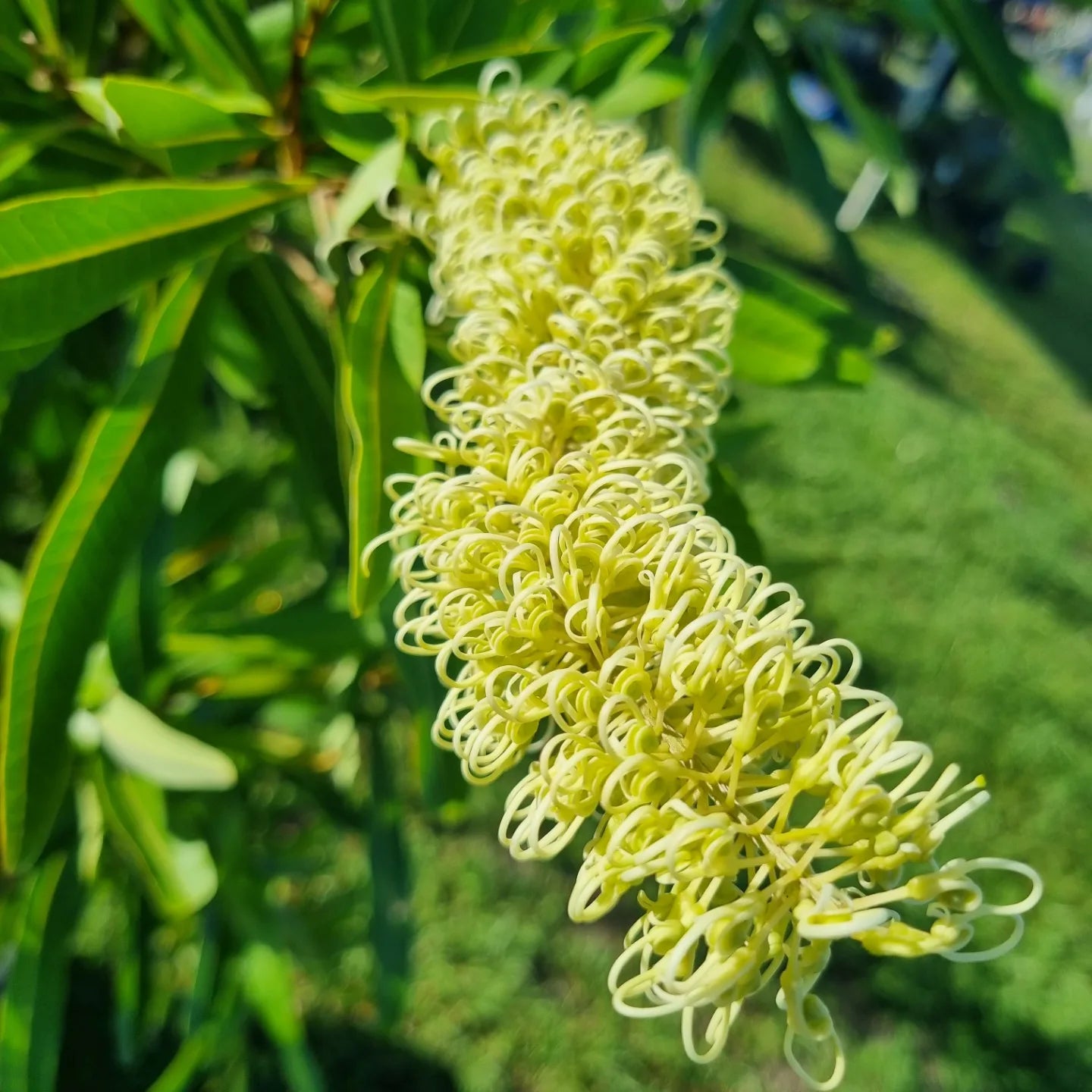 Ivory curl young flower