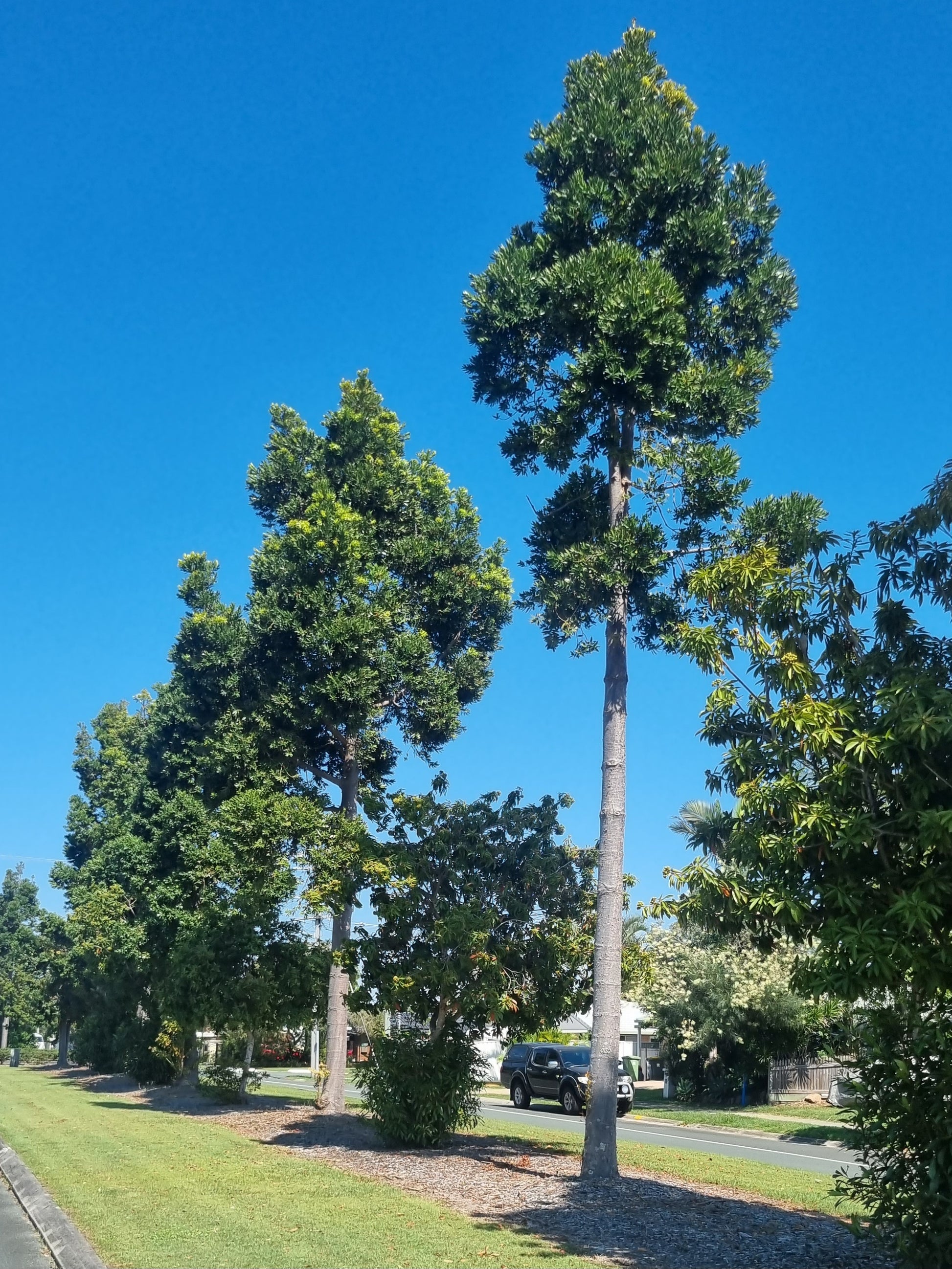 Kauri Pine - Agathis robusta street tree