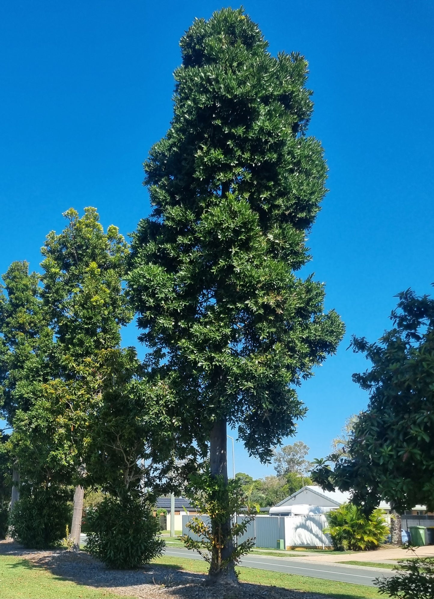 Kauri Pine - Agathis robusta street tree