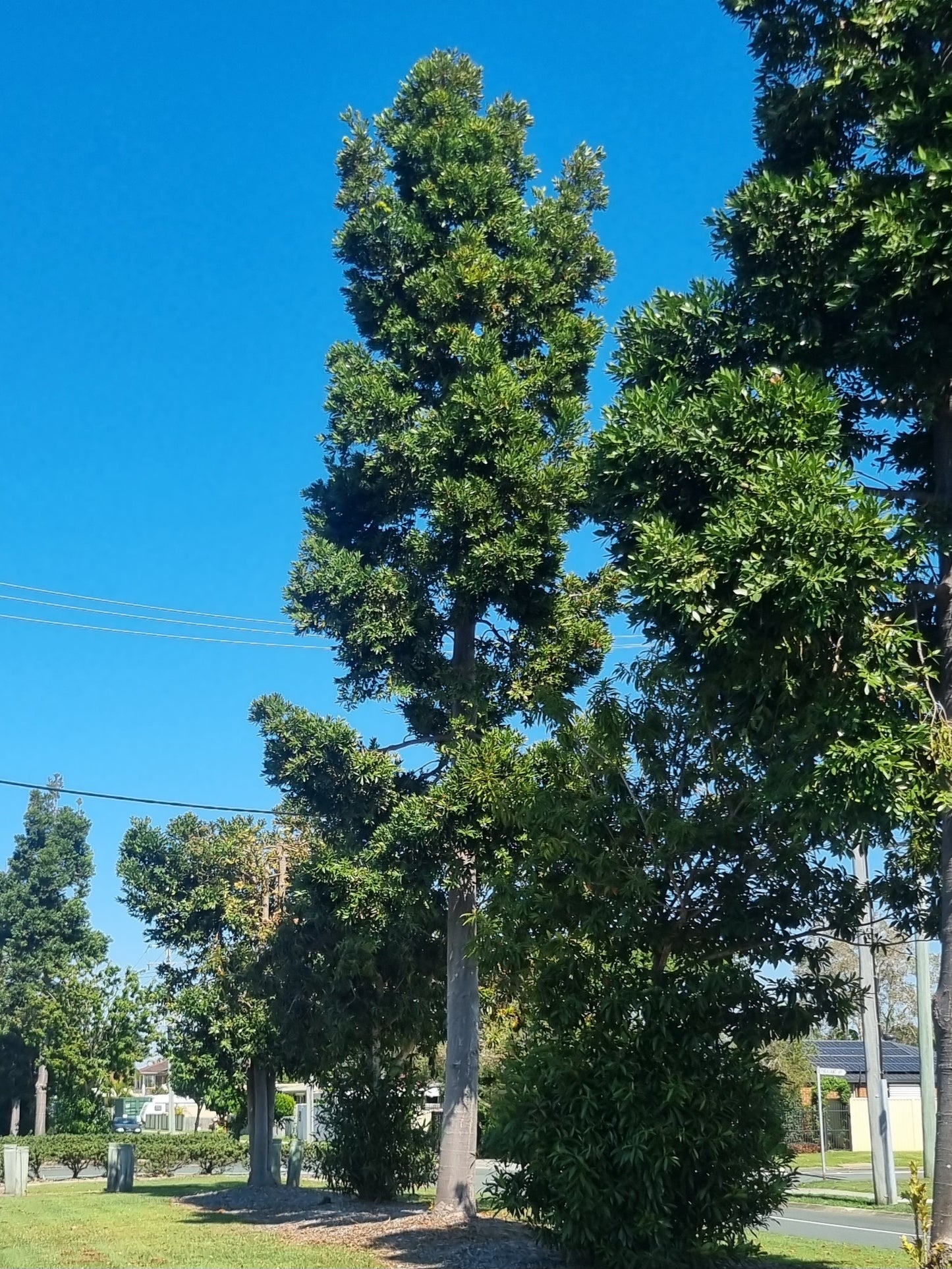 Kauri Pine - Agathis robusta street tree