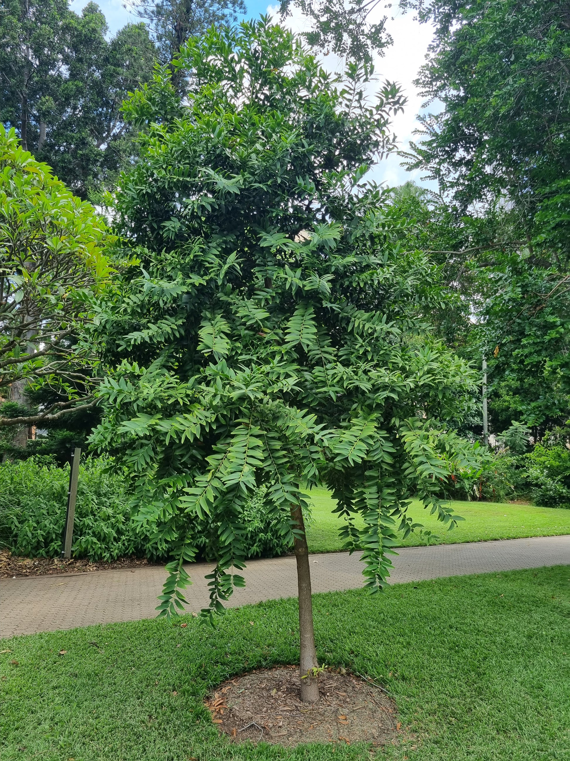 Kauri Pine - Agathis robusta - advanced kauri pine