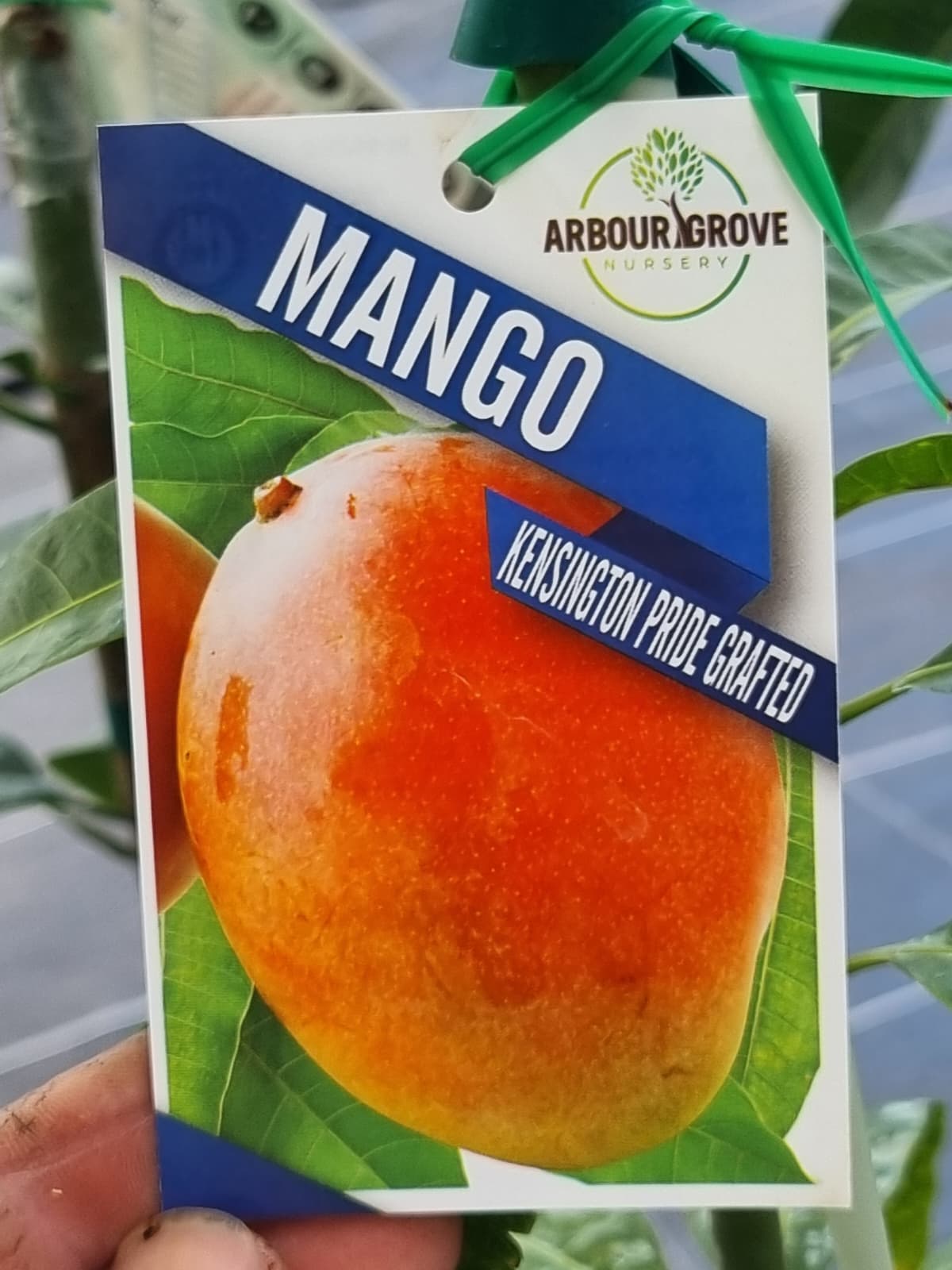 Mango Kensington pride, the most popular mango tree in australia
