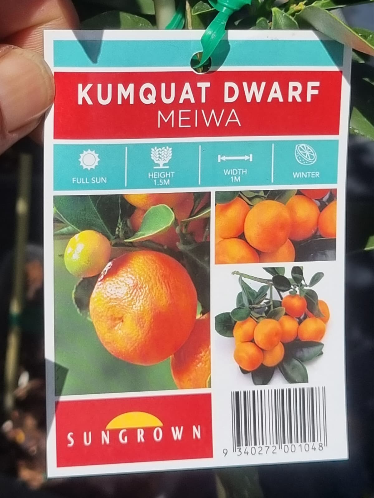 Kumquat Dwarf Meiwa label 1.5m x 1m fruits in winter brisbane and sunshine coast