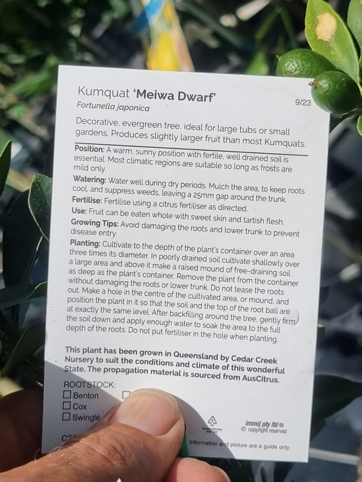 Kumquat 'Meiva Dwarf' plant label bigger fruit than most kumquats in brisbane and sunshine coast