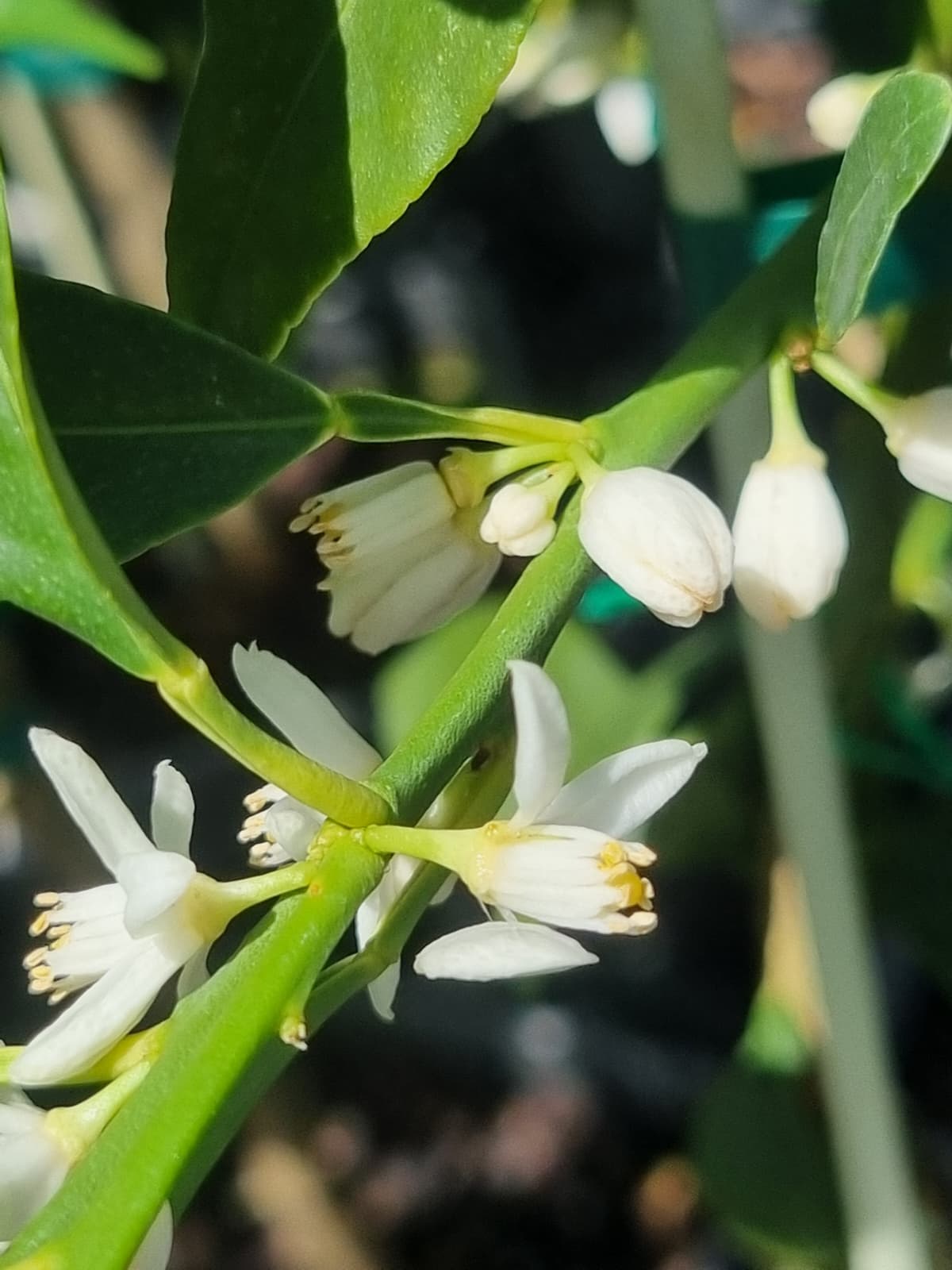 Close-up of kumquat meiwa flowers brisbane