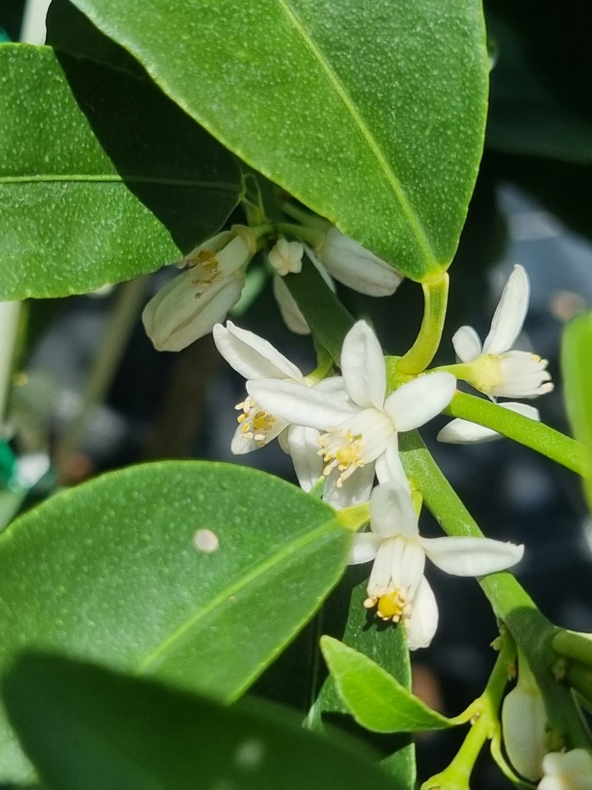 Kumquat Nagami flower citrus trees in sunshine coast