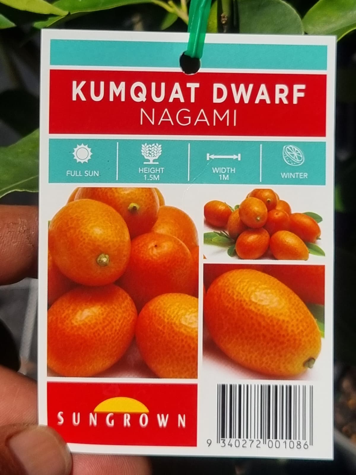 Kumquat Dwarf Nagami label 1.5m x 1m fruits in winter in brisbane