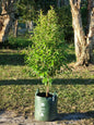 Lemon Myrtle - Backhousia citriodora