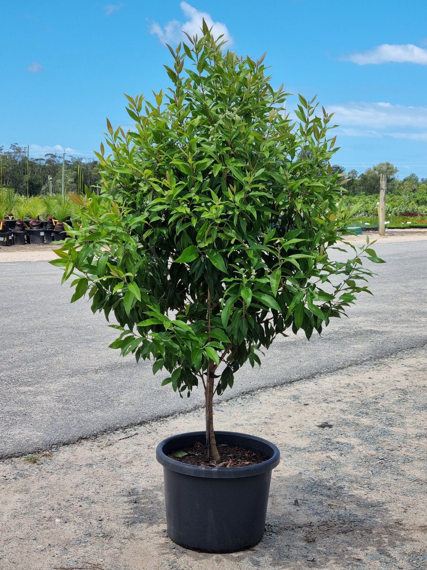 Lemon Myrtle - Backhousia citriodora