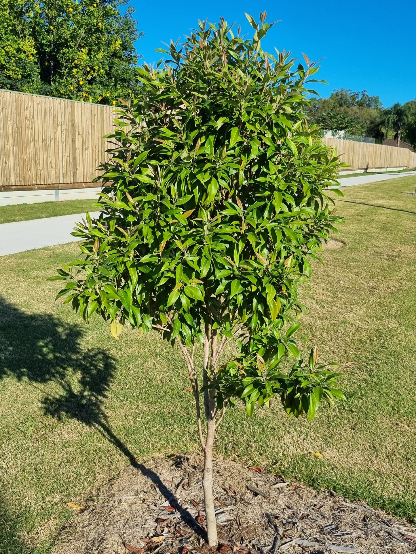 Lemon Myrtle - Backhousia citriodora - Delivertree