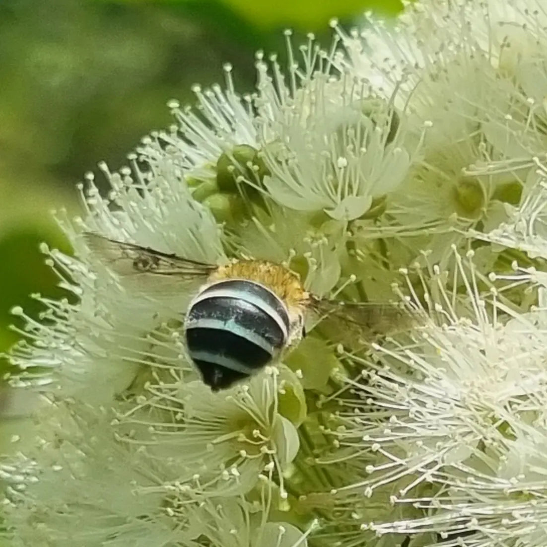 Lemon Myrtle flowers with a blue banded bee