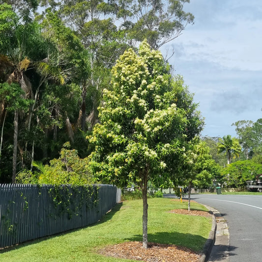 Lemon Myrtle - Backhousia citriodora