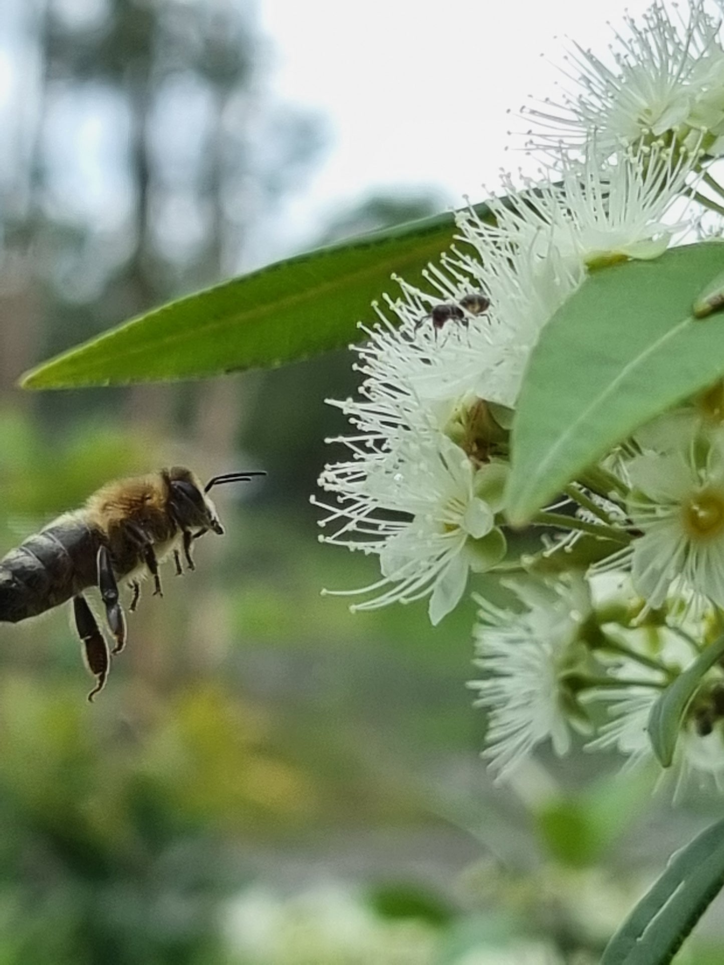 Lemon Myrtle - Backhousia citriodora